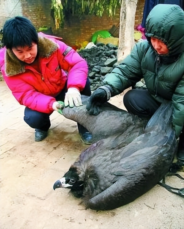河北出现大鸟喜鹊追随,河北上空惊现大鸟原视频