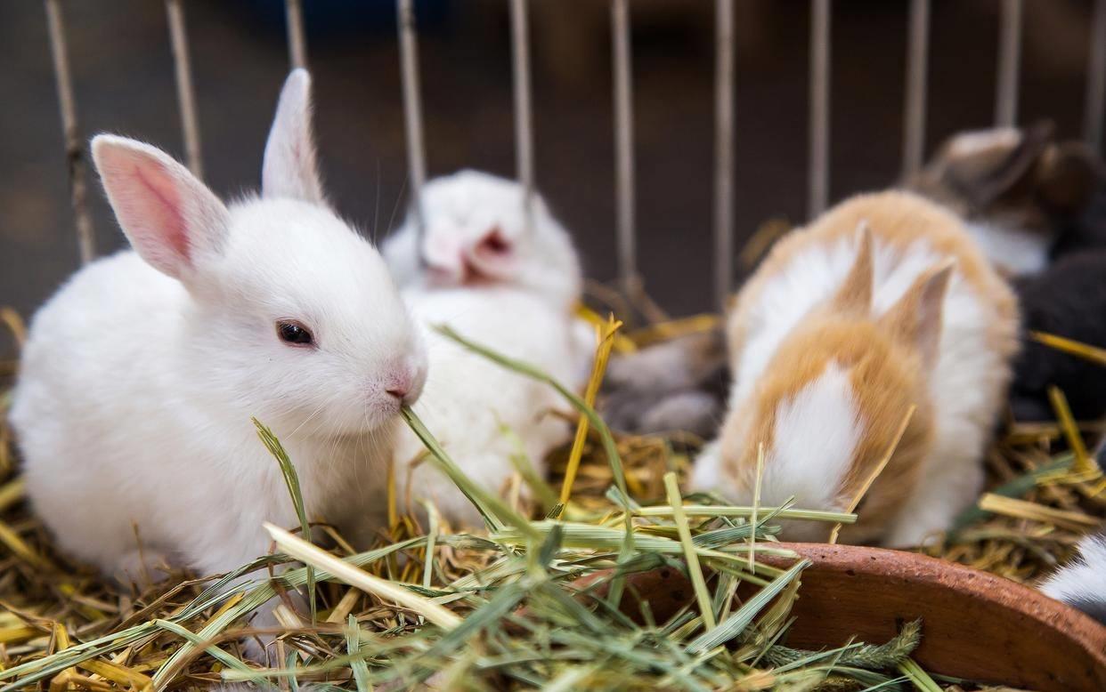 兔子有点打喷嚏买点什么药,兔子有点打喷嚏怎么回事