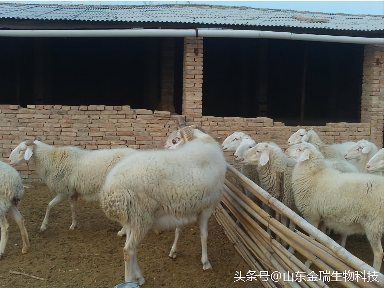 波尔山羊的日常管理与饲养,南方放养山羊的饲养和管理