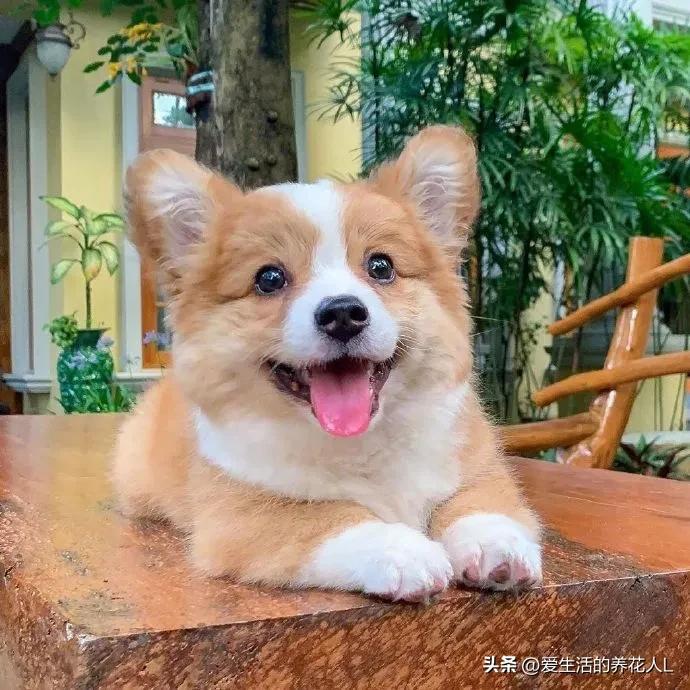 手绘呆萌可爱卡通小动物图片,可爱萌萌的小动物逗趣动图