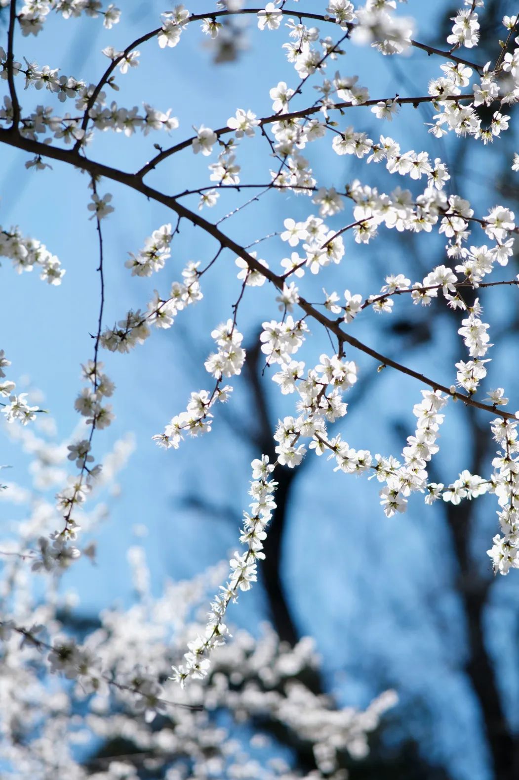 石景山首钢园骑行,春天石景山赏花