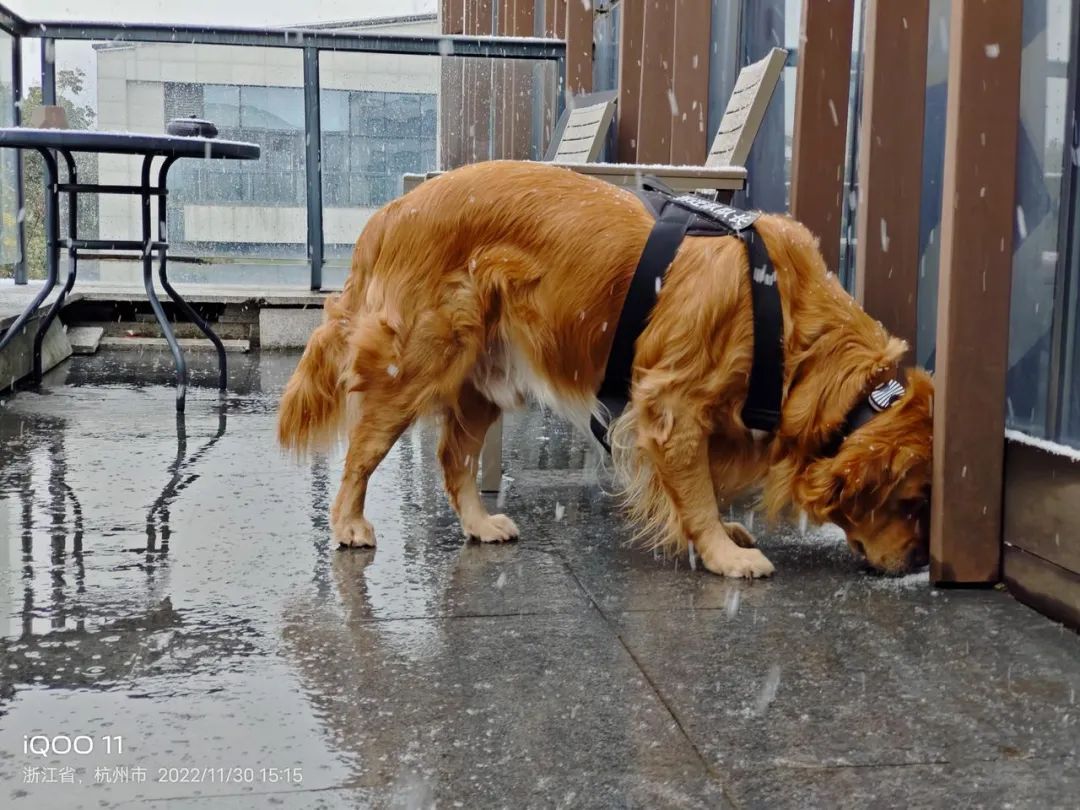 iqoo11主打游戏吗,iqoo主打机