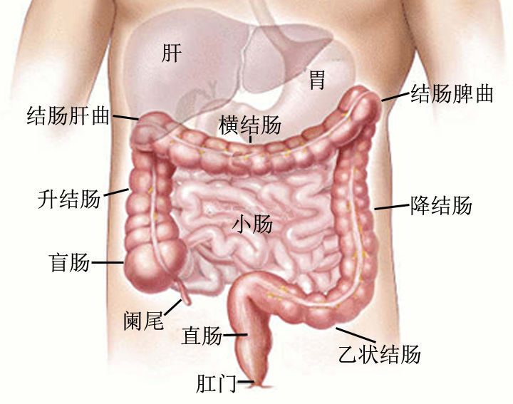 中医治疗肠息肉最好方法,肠息肉吃中药治好的案例