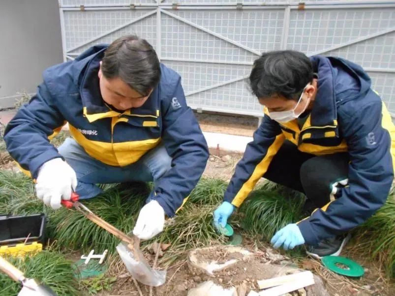 全区唯一!这个有4312棵行道树的街道,厚植梧桐街区绿色生态!