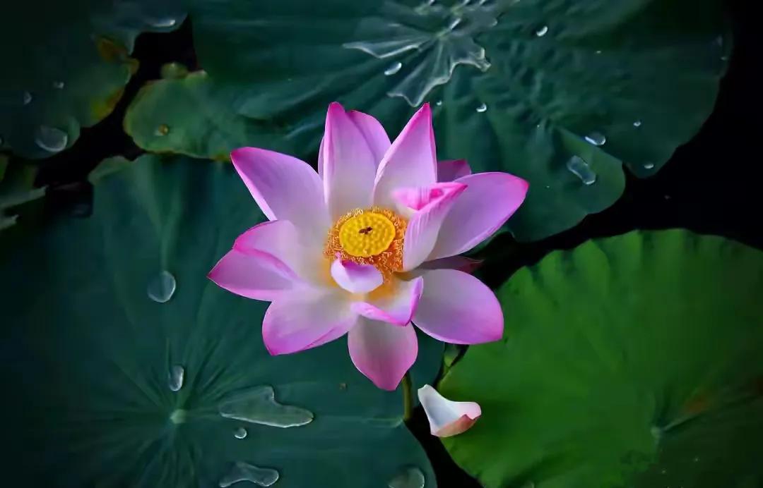 最美荷花古诗图片,诗词荷花图片大全