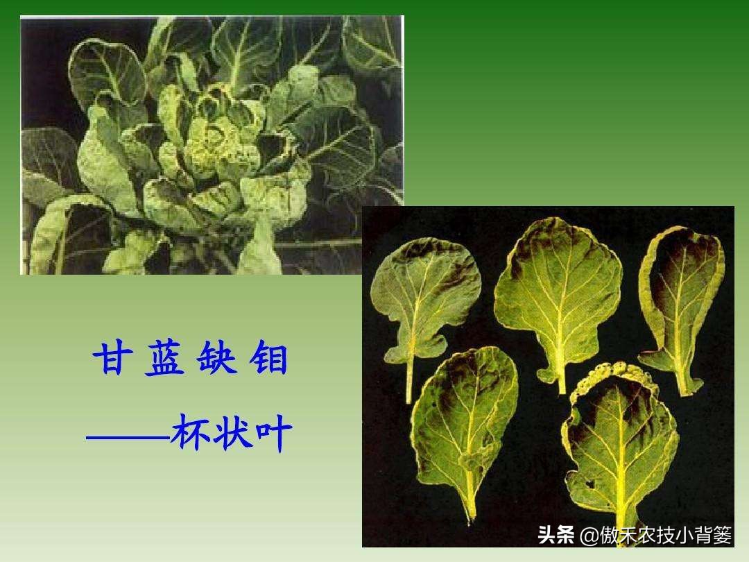 作物缺素原因及症状对照表收藏版,作物缺钼症状