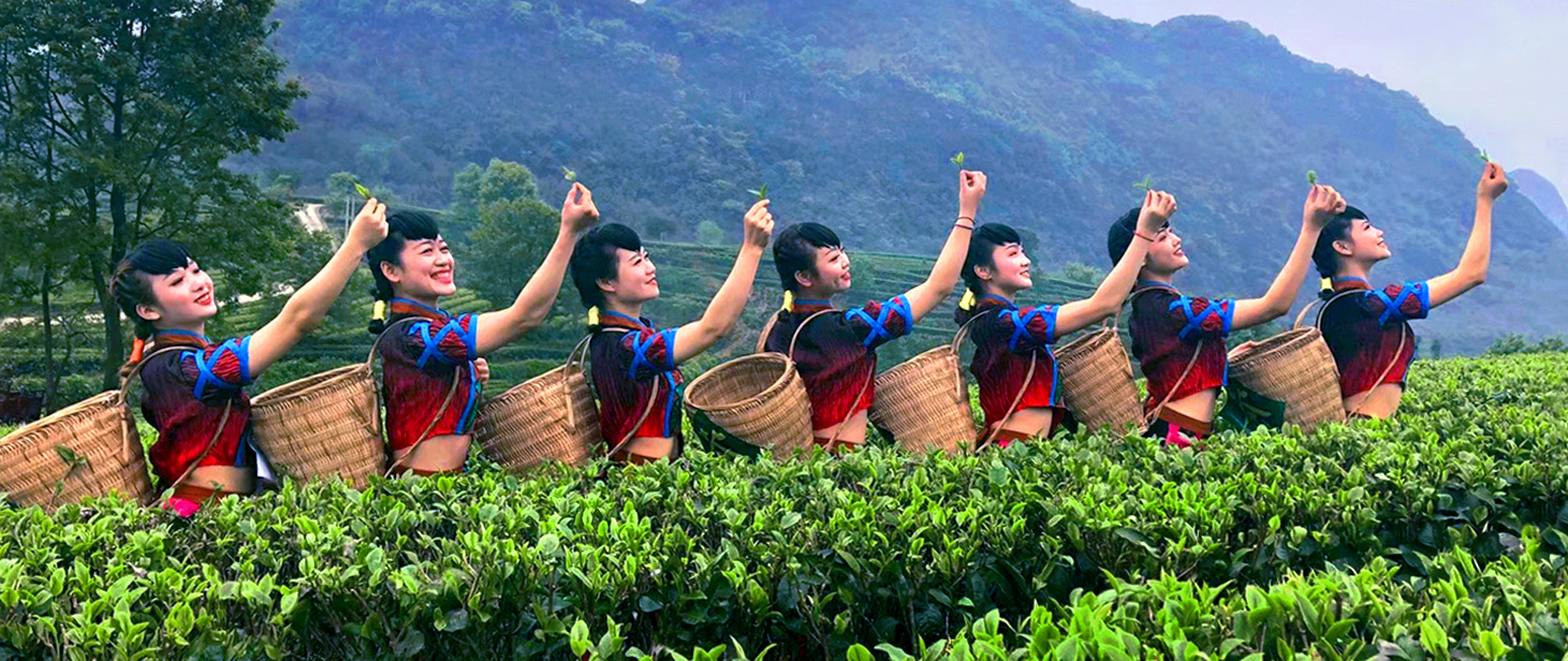 英德红茶英红九号浓香型红茶,广东英德红茶排名前十茶厂品牌