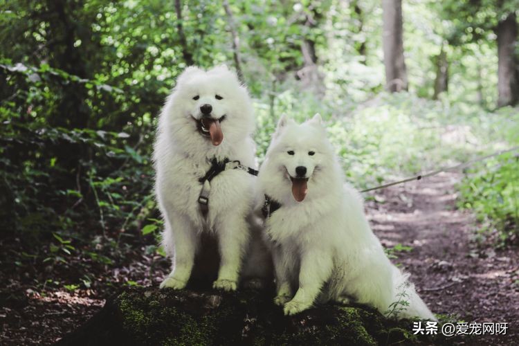 每天了解一种猫波斯猫,萨摩耶狗狗的日常生活
