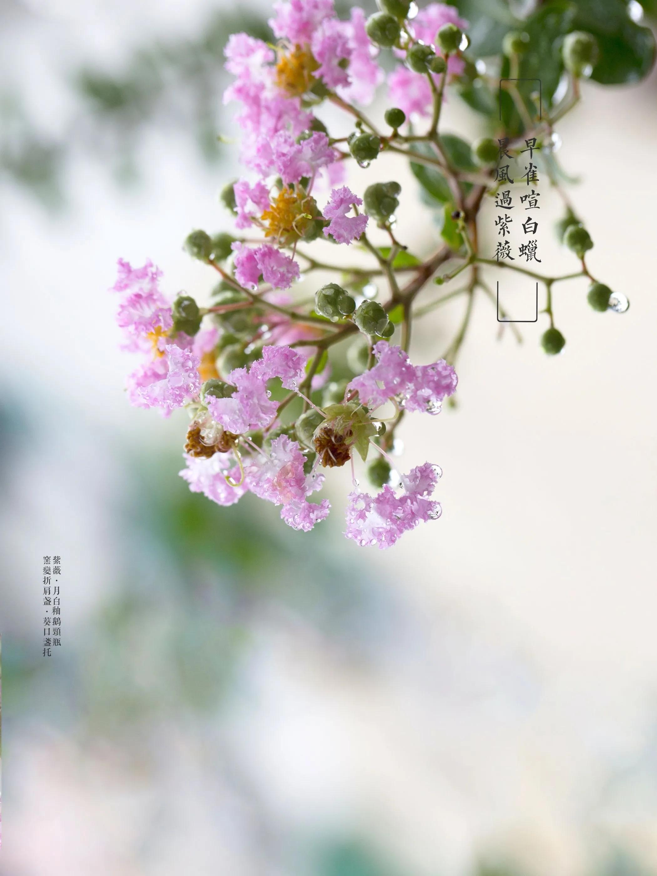 紫薇花壁纸高清全屏,唯美紫壁纸