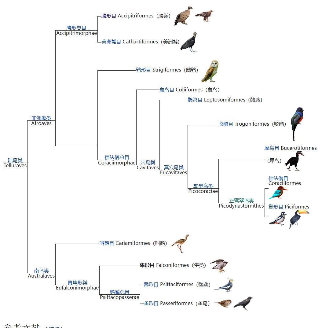 哪些鸟是猛禽,什么鸟属于猛禽