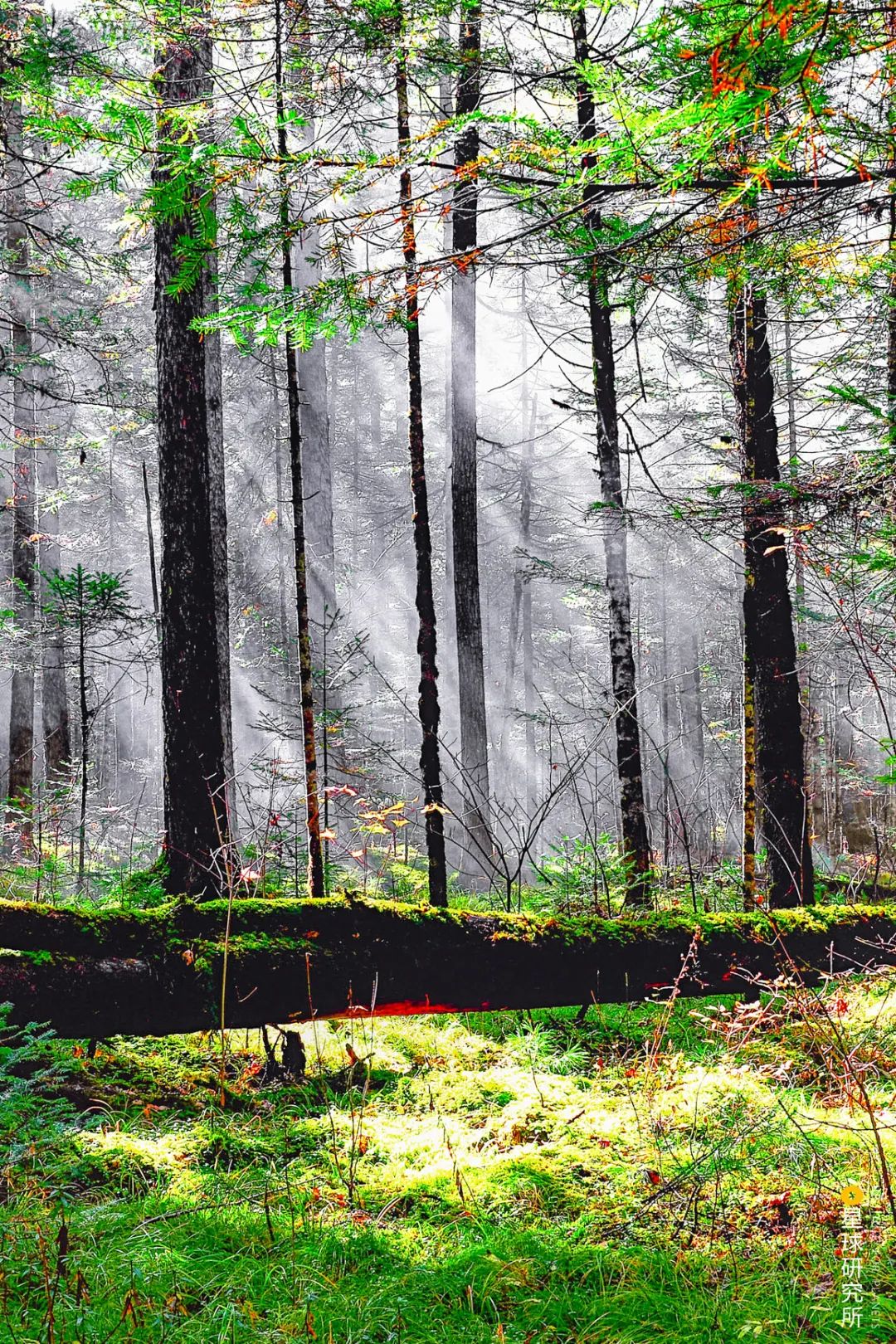 圣山龙脉,龙脉圣地黄帝陵