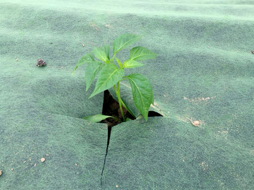 大棚很多杂草很高怎么处理,夏天杂草疯长怎么办