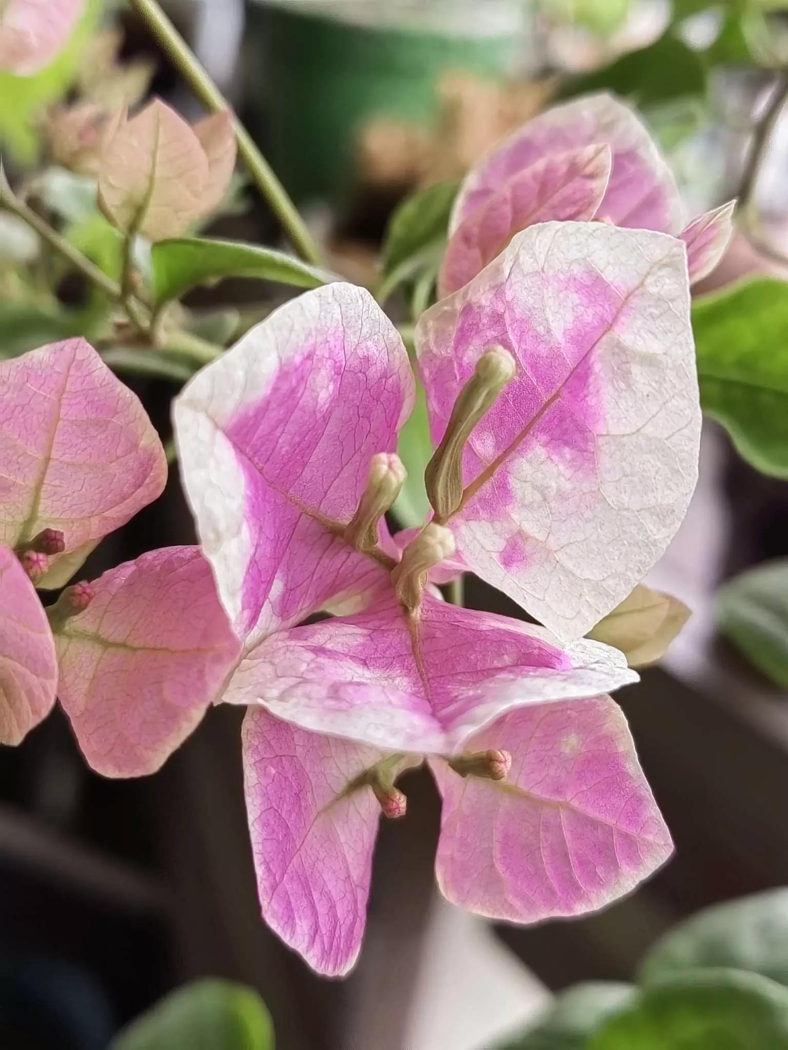 认识各种花的花名,认识各种花的名称