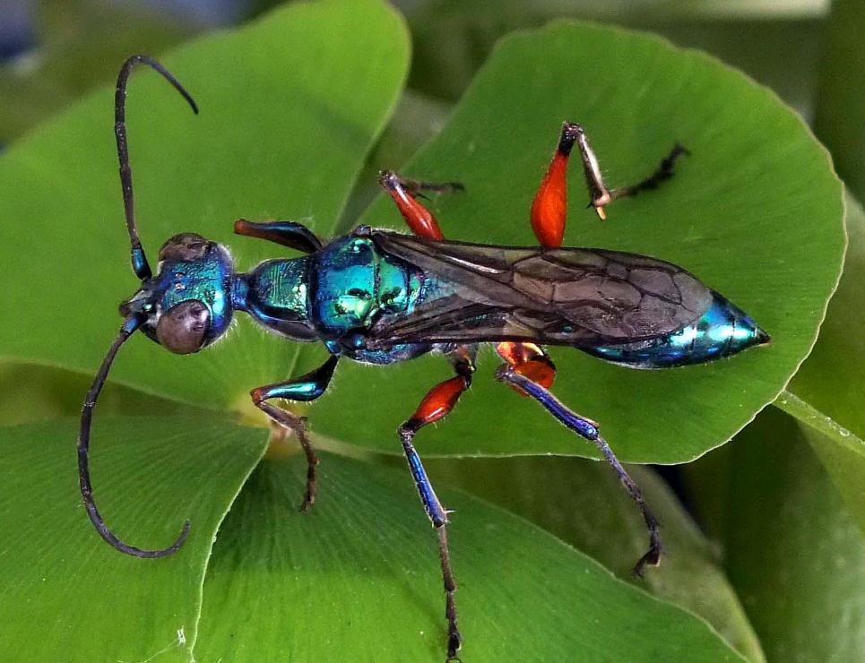 蟑螂的噩梦：自然界的“摄魂怪”，把蟑螂变成傀儡，让它主动赴死