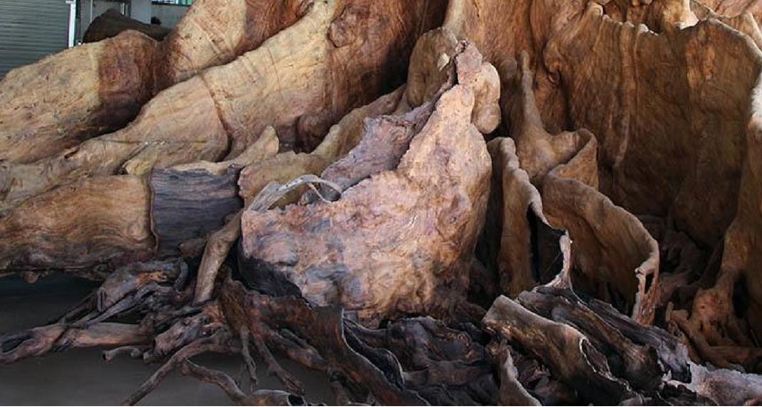 小伙用1200买烂树根,捡个树根做根雕