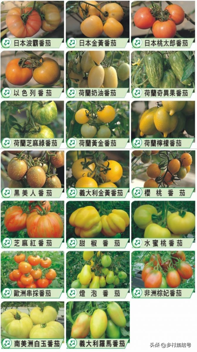 台湾番茄农场,低成本打造高颜值农场