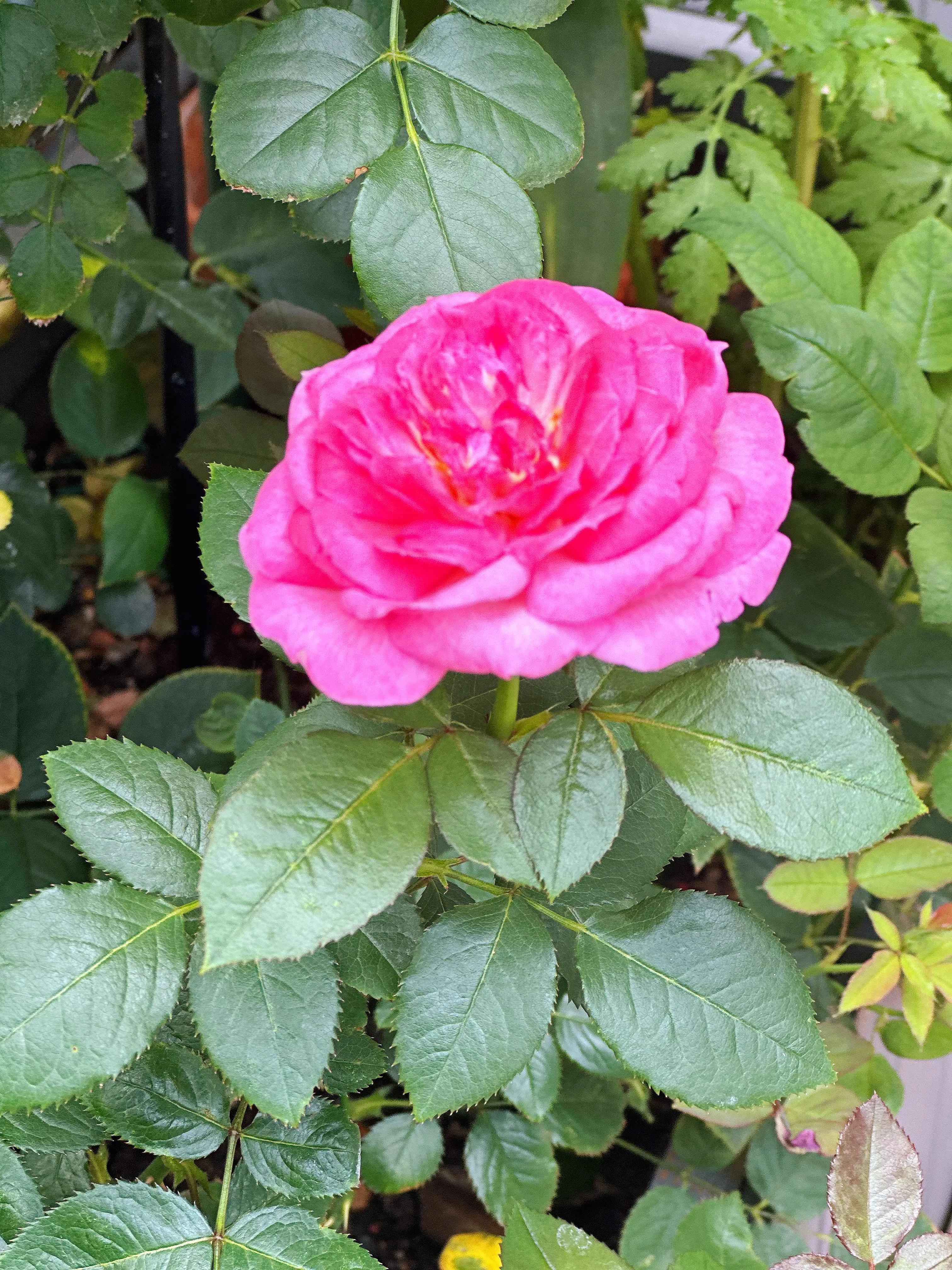 多季节开花的月季有哪些,夏天月季开花不标准