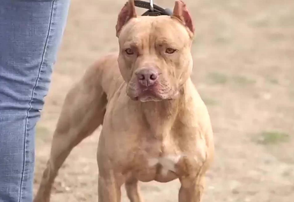 如果将40只比特犬投入非洲大草原，称霸一方还是真的活不过一周？