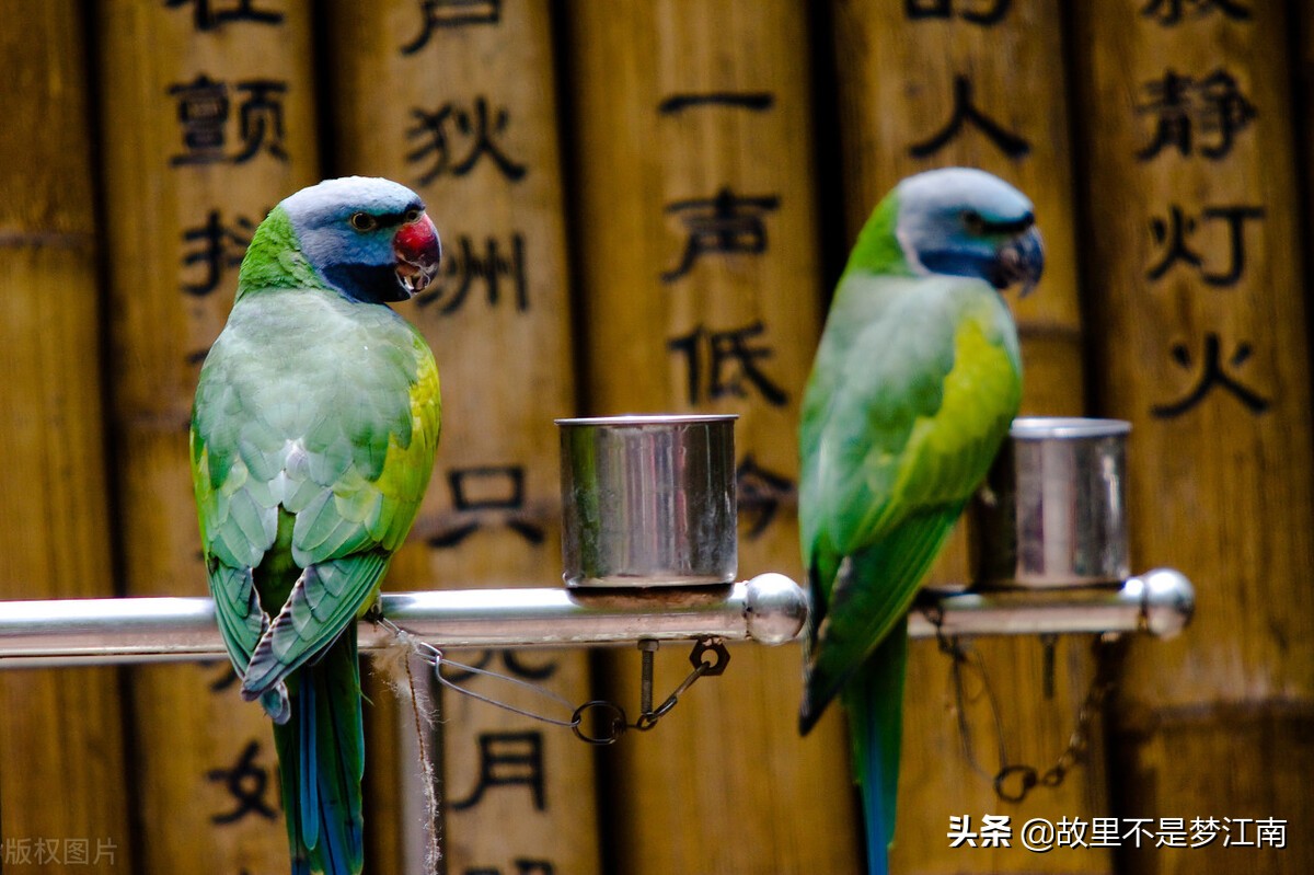 百鸟园儿童乐园,百鸟公园儿童乐园