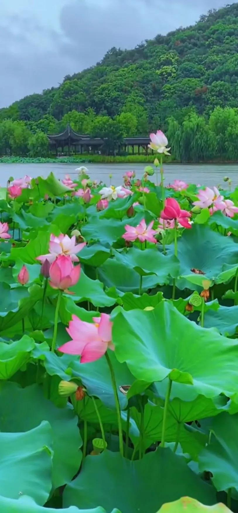 分享一组荷花图,分享一张你与荷花的照片