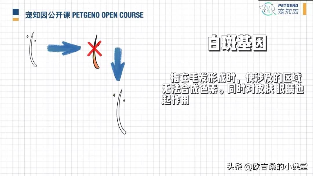 白斑变异基因,白斑基因和全白基因