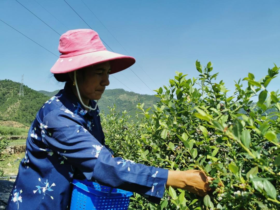 将乡村振兴规划变为美好现实,乡村振兴战略的美好愿景是哪些