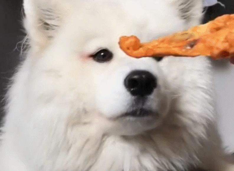 狗狗“配种”后会流血,这是正常现象吗?