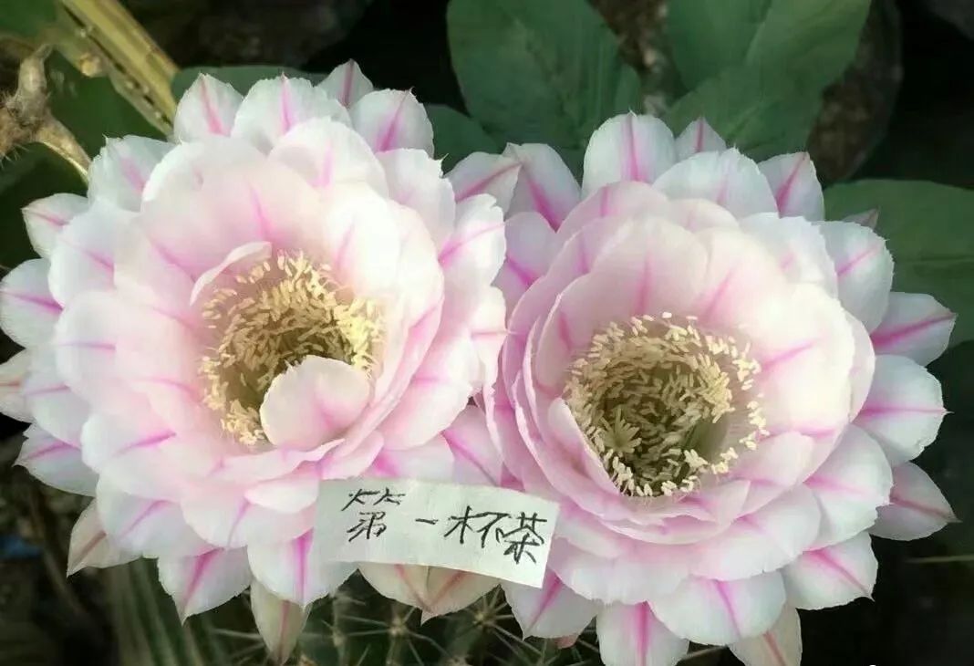 200种·仙人球开花图鉴，大开眼界，美到爆