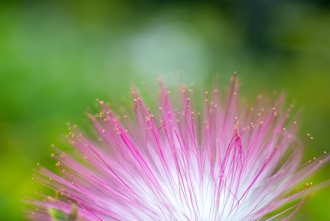 花茶失眠多梦,失眠多梦易醒用什么泡水喝有效