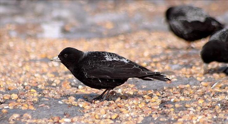 所有鸟图片大全大图,50张最佳鸟类摄影作品