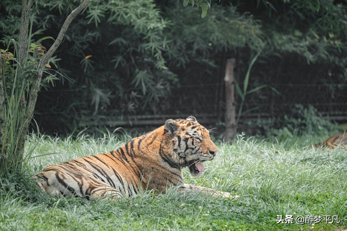 上海野生动物园70岁老人免票吗,上海野生动物园门票预订app