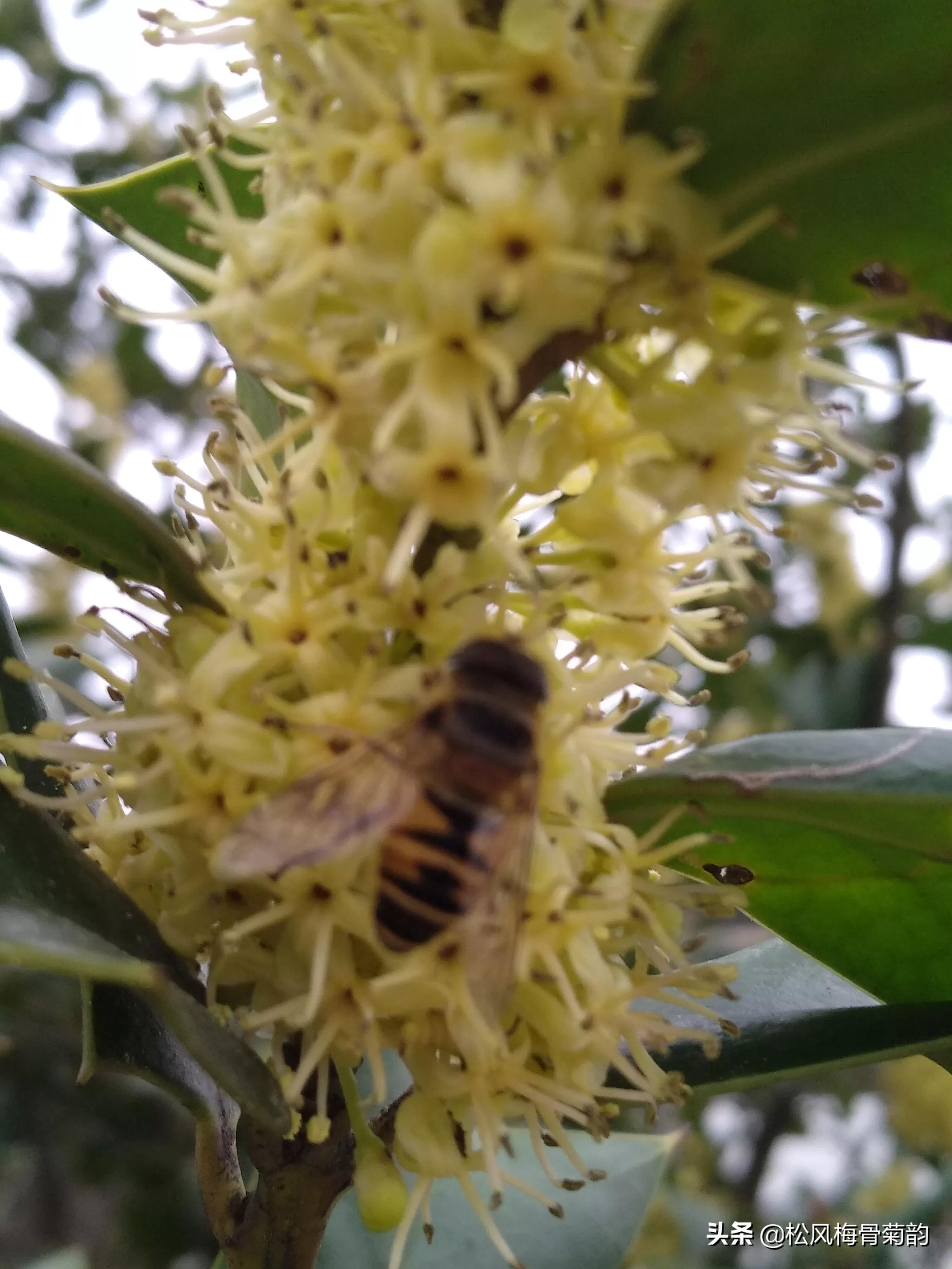 猫儿刺花香,猫儿刺为什么开花不结果
