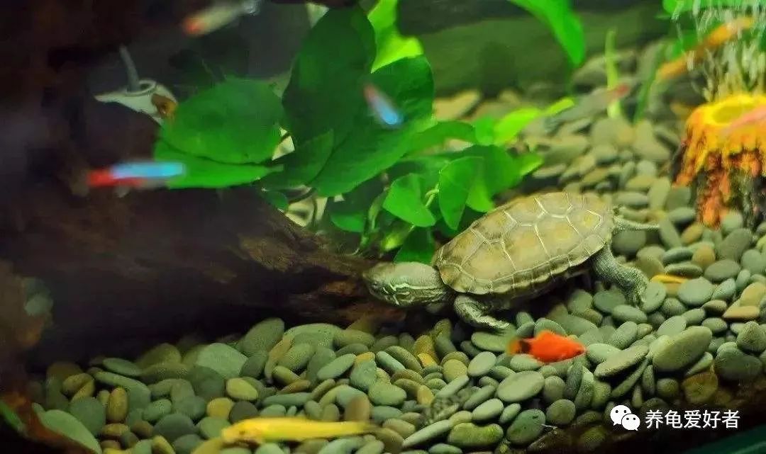 龟鱼混养该怎么养,龟鱼混养注意什么