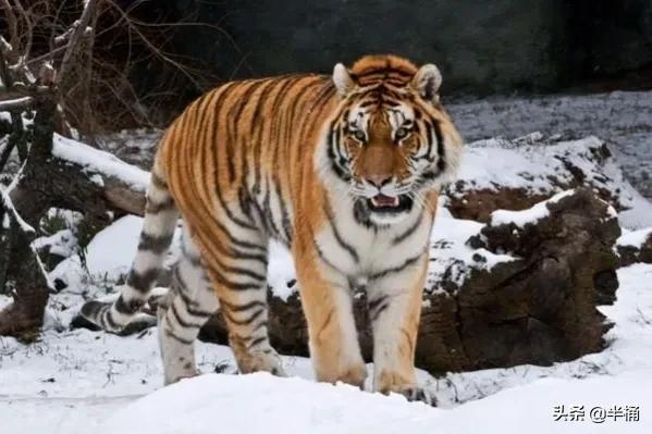 遇到老虎如何保命千万不要逃跑,在野外遇到老虎应该怎么自救