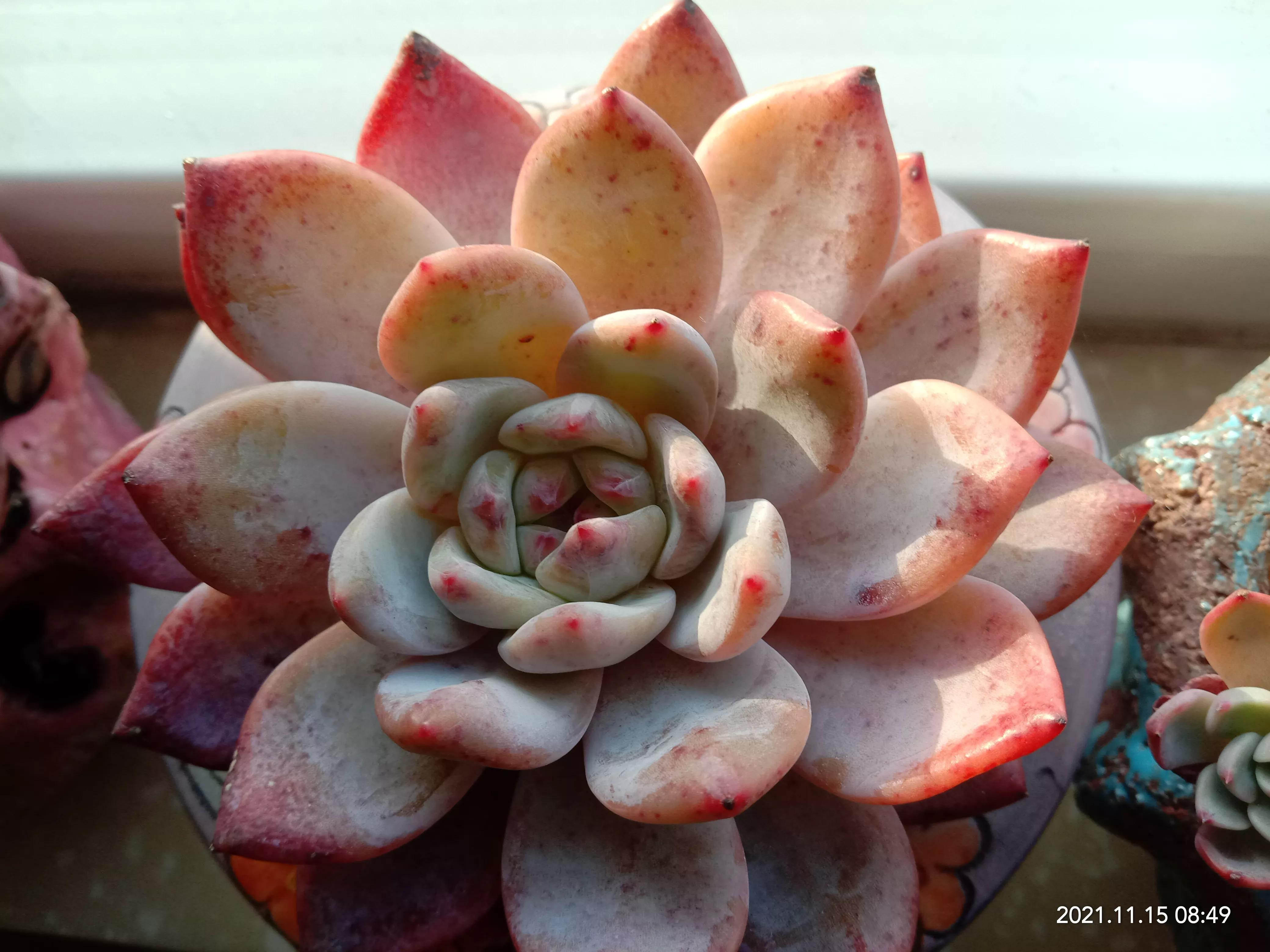 多肉雪天使开花,多肉雪天使养护方法