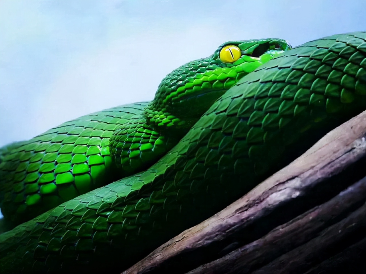 为什么人类天生就怕蛇,人类怕蛇是因为长得恐怖吗