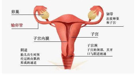 宫颈癌患者治愈后需要经常冲洗吗,宫颈癌治疗后冲洗多长时间