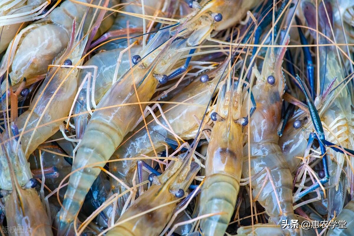 罗氏虾一般市场卖多少钱一斤,罗氏虾市场价格表