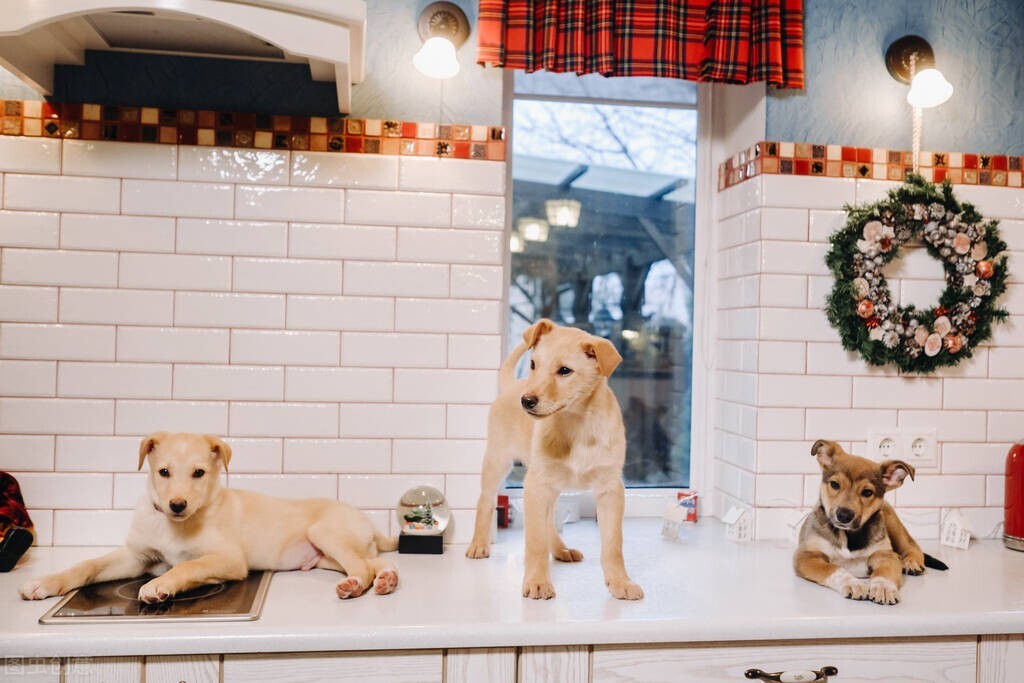 狗狗的感冒症状及治疗方法,狗狗拉肚子又感冒了怎么办