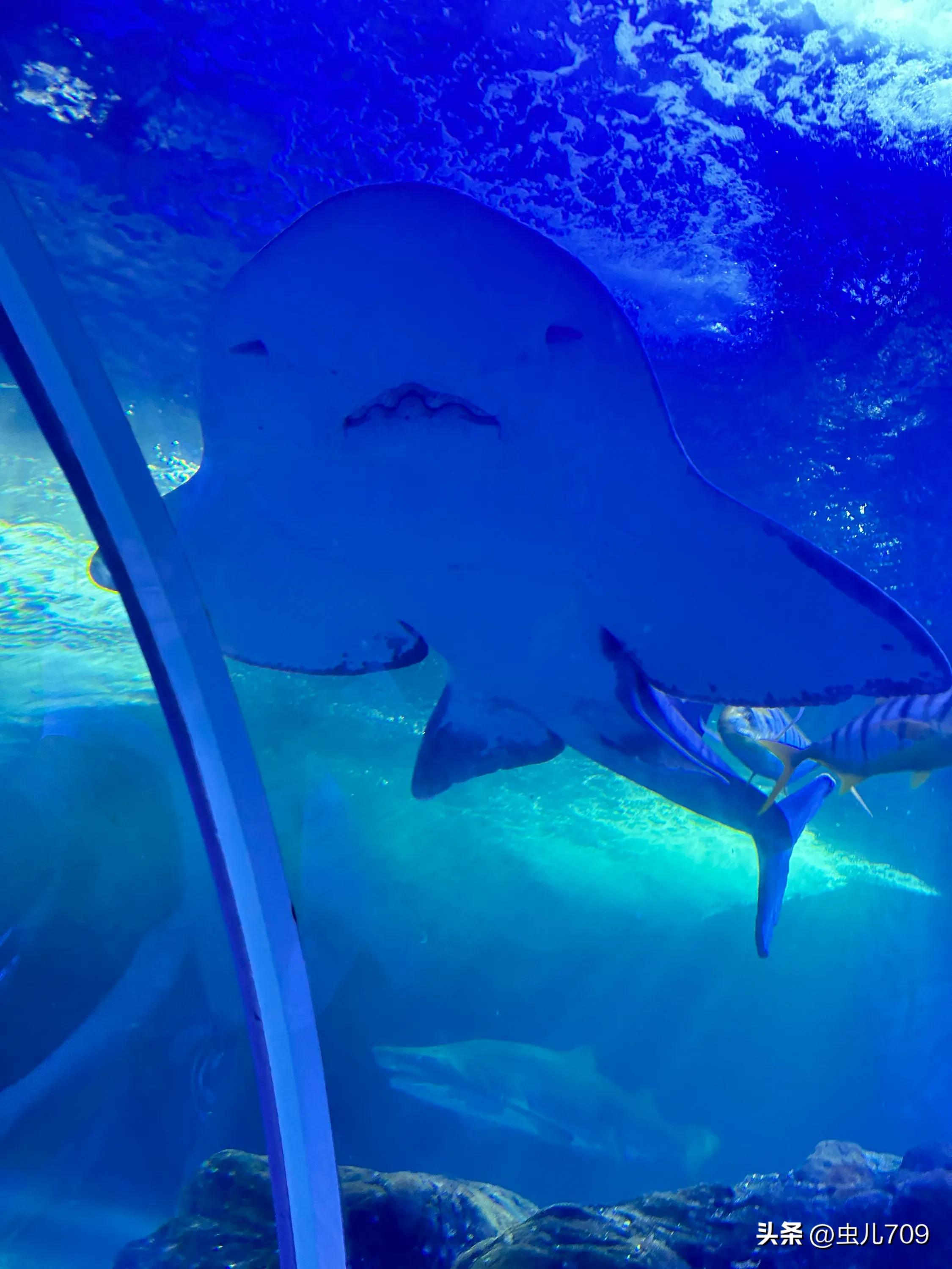 青岛海底世界视频,青岛海底世界和极地海洋世界