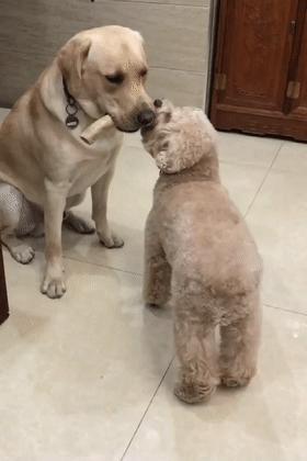 泰迪犬总会“舔人”，很脏吗？别误会，其实它想跟你说这些事