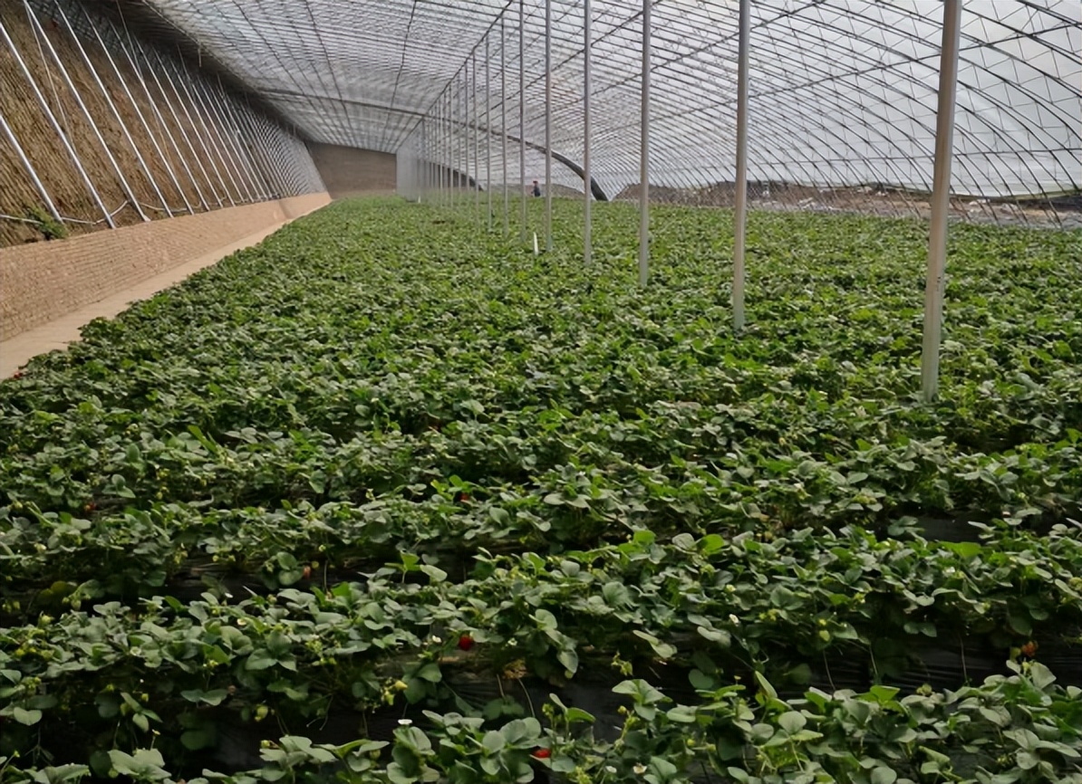 唐山丰南：惊现“华北第一棚”