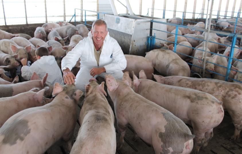 美国猪肉真的有危险吗,美国猪肉健康吗