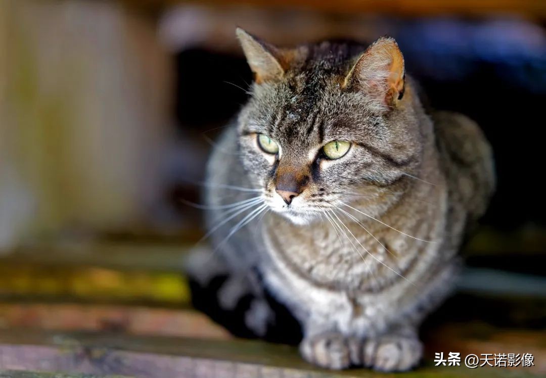 徕卡sl2-s对比徕卡sl2,徕卡相机追光逐影