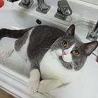 三脚猫小猫,三脚猫六角