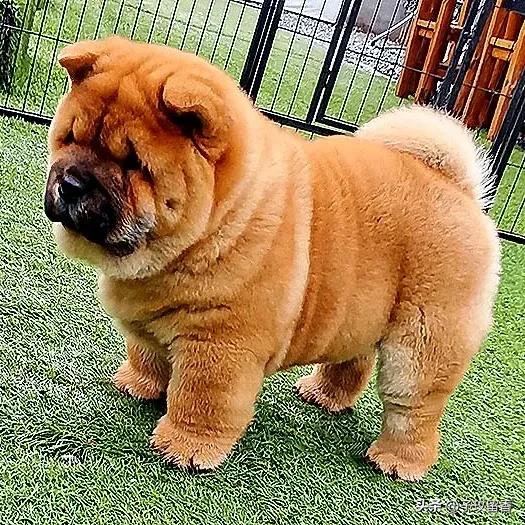 宠物狗应该怎么养详细介绍科普,宠物狗喂养及训练方法有哪些