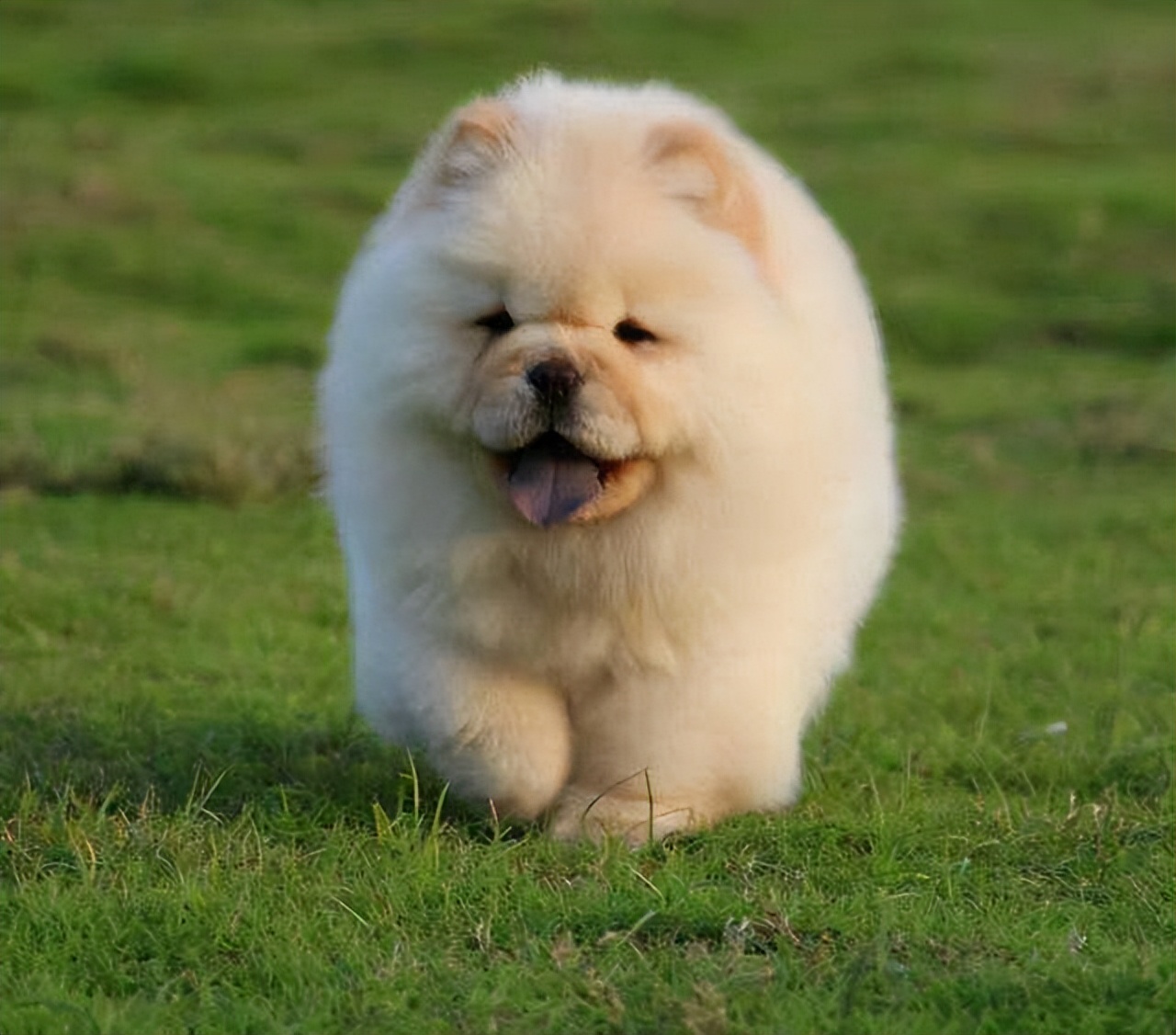 松狮犬有资格养它的人真的不多,松狮犬为什么不建议养