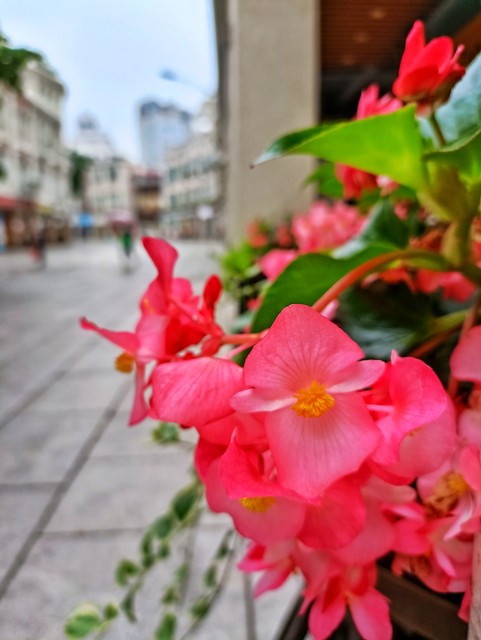 盆栽秋海棠怎么养,盆栽秋海棠多久开一次花