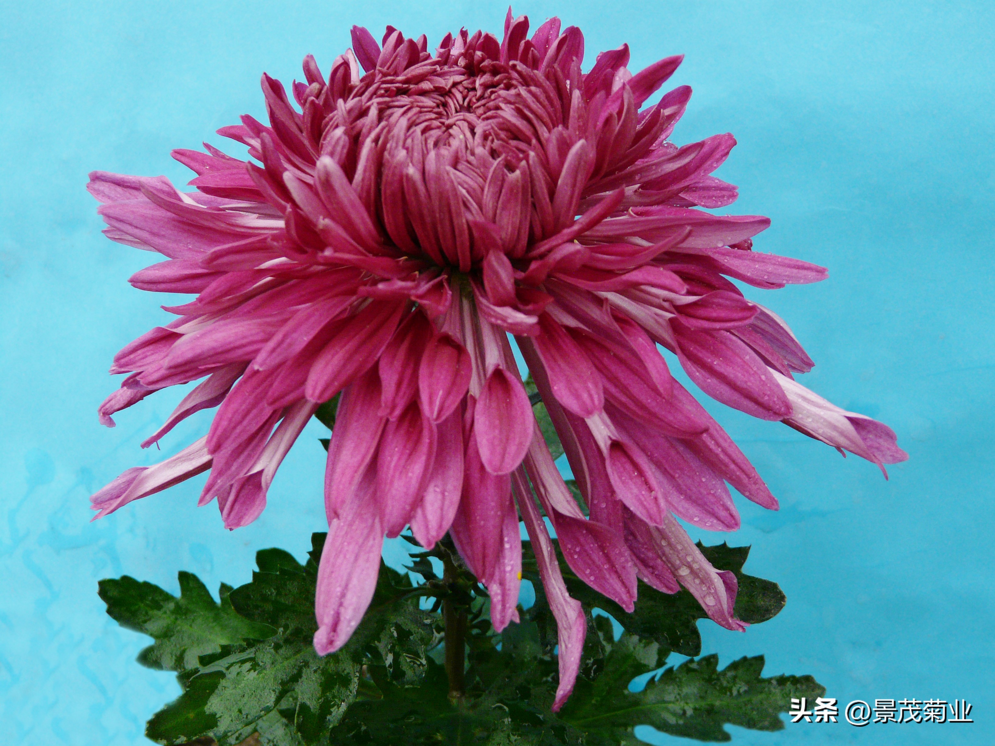 可食用的菊花品种,多头菊花品种图片