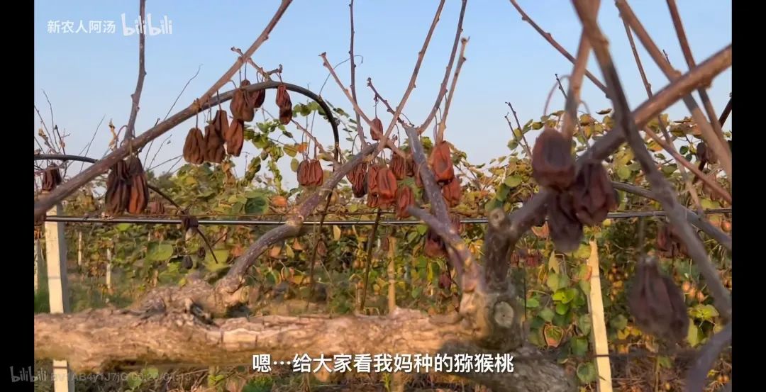 如何利用互联网+打造现代农业,现代化农业种植新模式